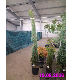 Cupressus semperv. 'Pyramidalis' C 18 L